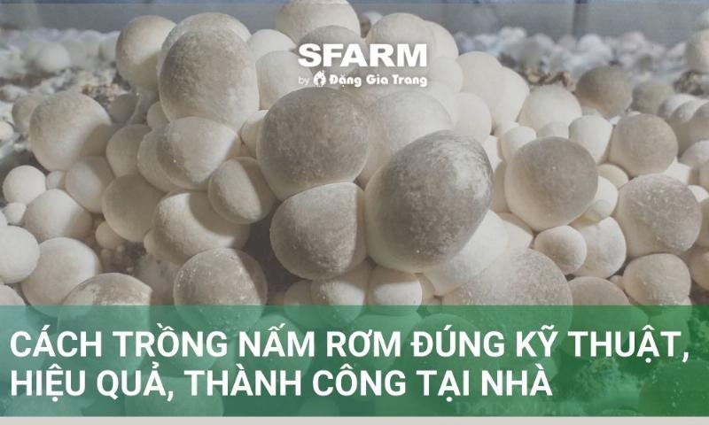 Cách thu hoạch nấm rơm đúng kỹ thuật từ thùng xốp để tránh làm hỏng giá thể và kích thích đợt sau